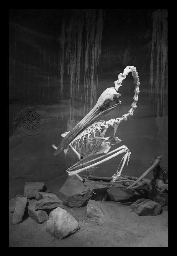 © Florence Iff - Nature Morte #3Pelican, zoo space