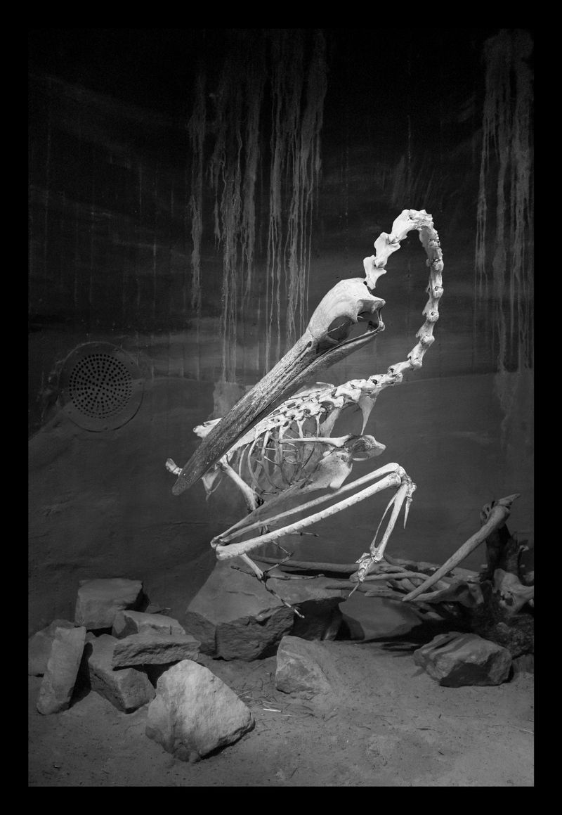 © Florence Iff - Nature Morte #3Pelican, zoo space