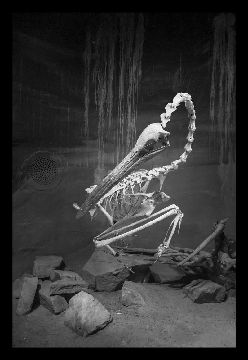 © Florence Iff - Nature Morte #3Pelican, zoo space