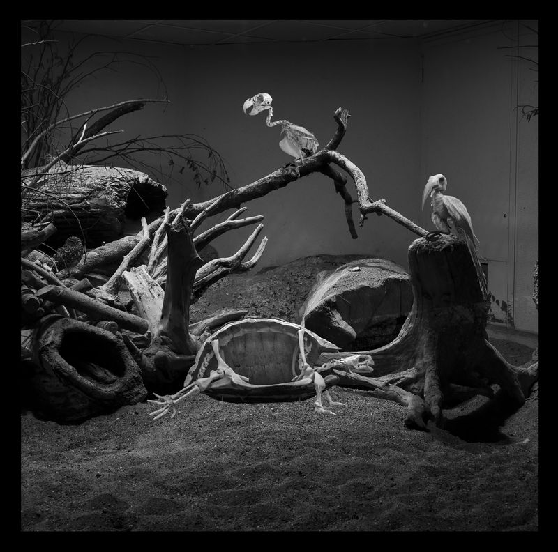 © Florence Iff - Nature Morte #8Tortoise, Parrot and Red-Billed Hornbill, zoo space