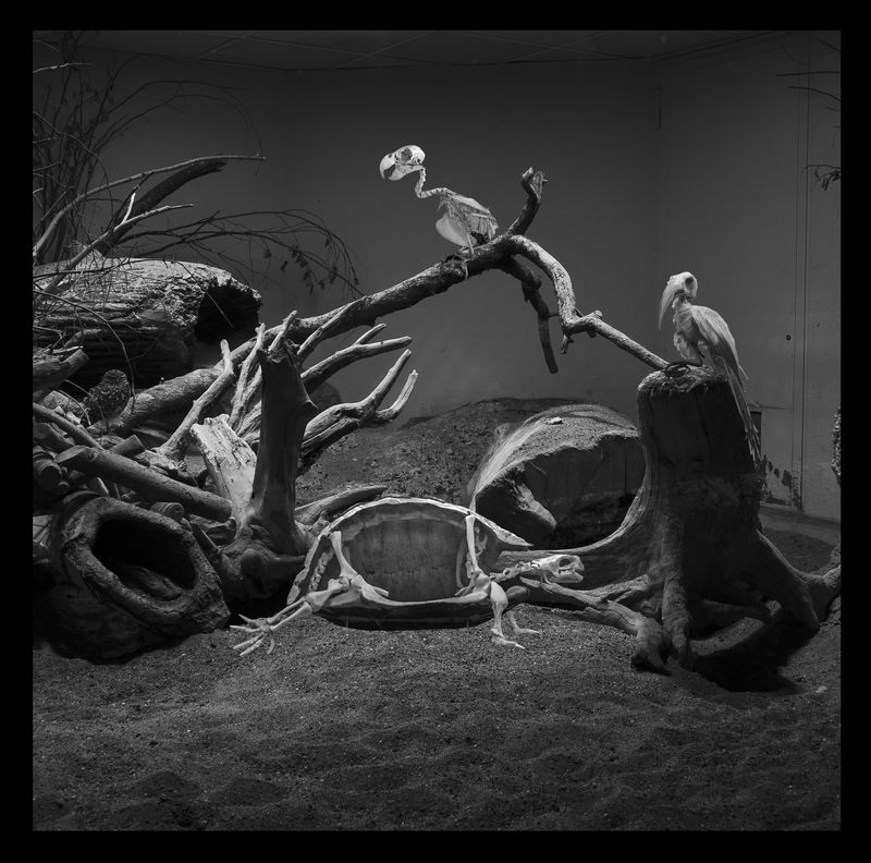 © Florence Iff - Nature Morte #8Tortoise, Parrot and Red-Billed Hornbill, zoo space