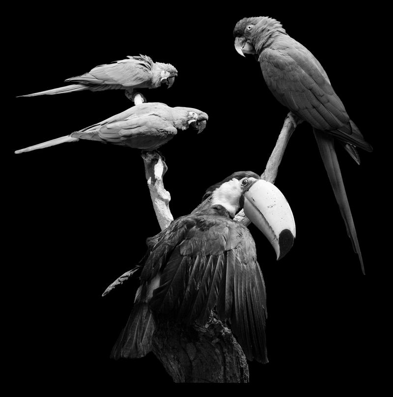 © Florence Iff - Nature Morte #13Ara, Primolius and Toucan