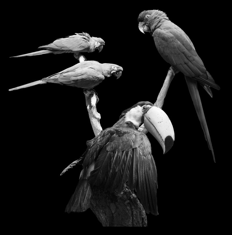 © Florence Iff - Nature Morte #13Ara, Primolius and Toucan