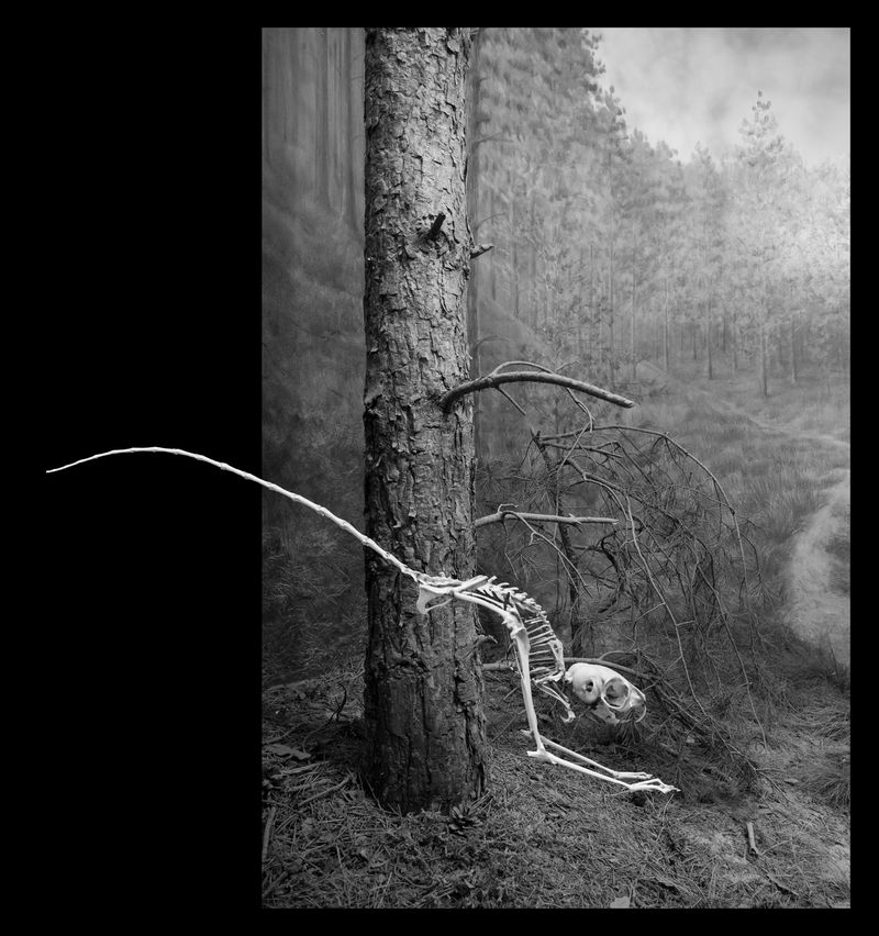 © Florence Iff - Nature Morte #7Desert Jerboa, diorama setting