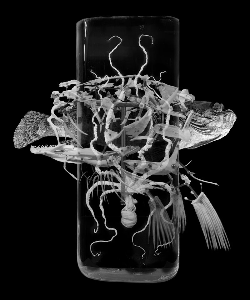 © Florence Iff - Nature Morte #11Coelacanth (extinct), Octopus, Deep Sea Fish (probably extinct)