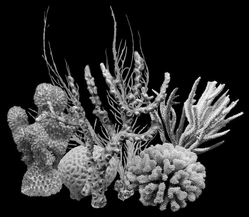 © Florence Iff - Nature Morte #5Corals (some extinct, most endangered)
