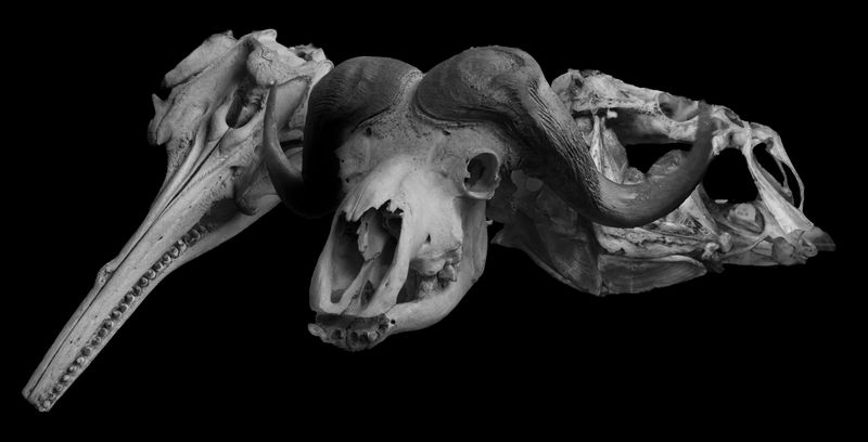 © Florence Iff - Nature Morte #6River Dolphin (recently extinct), Water Buffalo, Deep Sea Fish (probably extinct)