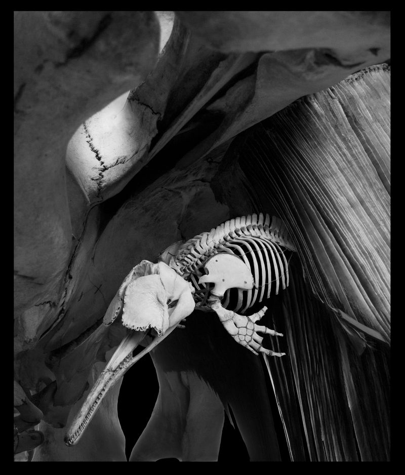 © Florence Iff - Nature Morte #12River Dolphin (extinct), Blue Whale