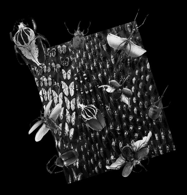 © Florence Iff - Nature Morte #2Insects  (~47% of them extinct, most endangered)