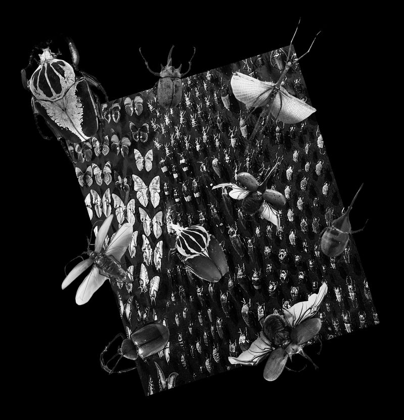 © Florence Iff - Nature Morte #2Insects  (~47% of them extinct, most endangered)