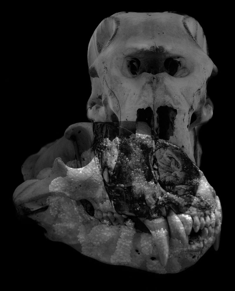 © Florence Iff - Nature Morte #9Polar Bear, Elephant, Coral (endangered)