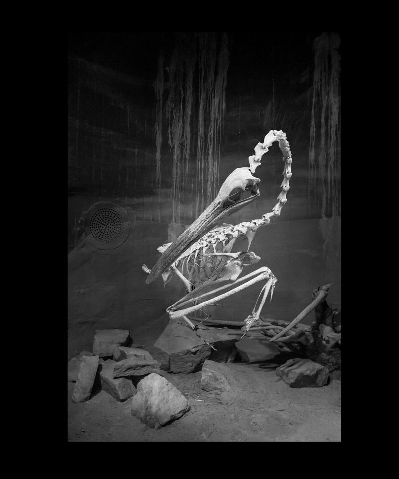 © Florence Iff - Pelican, zoo space