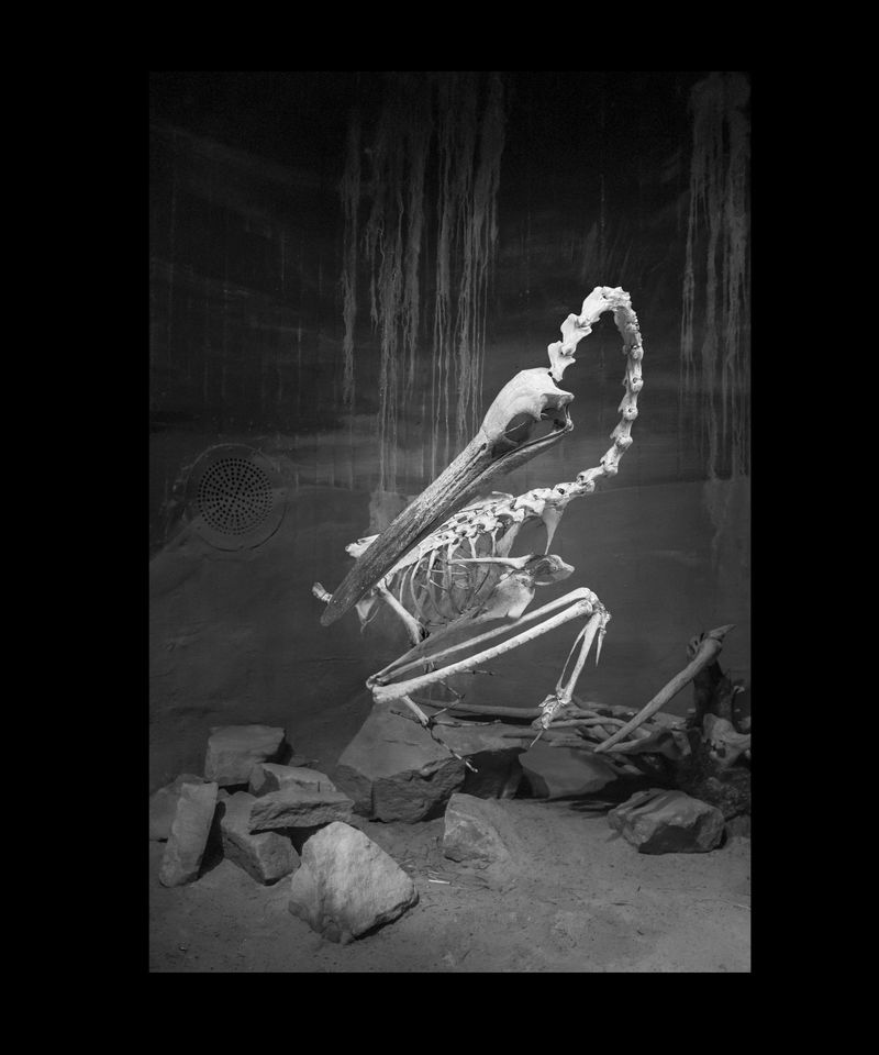© Florence Iff - Pelican, zoo space