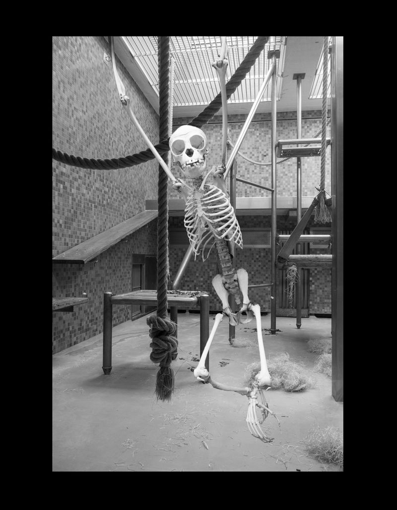 © Florence Iff - Spider Monkey, zoo space