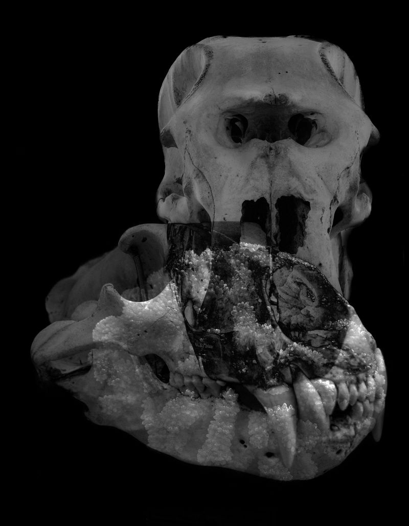 © Florence Iff - Polar Bear, Elephant, Coral