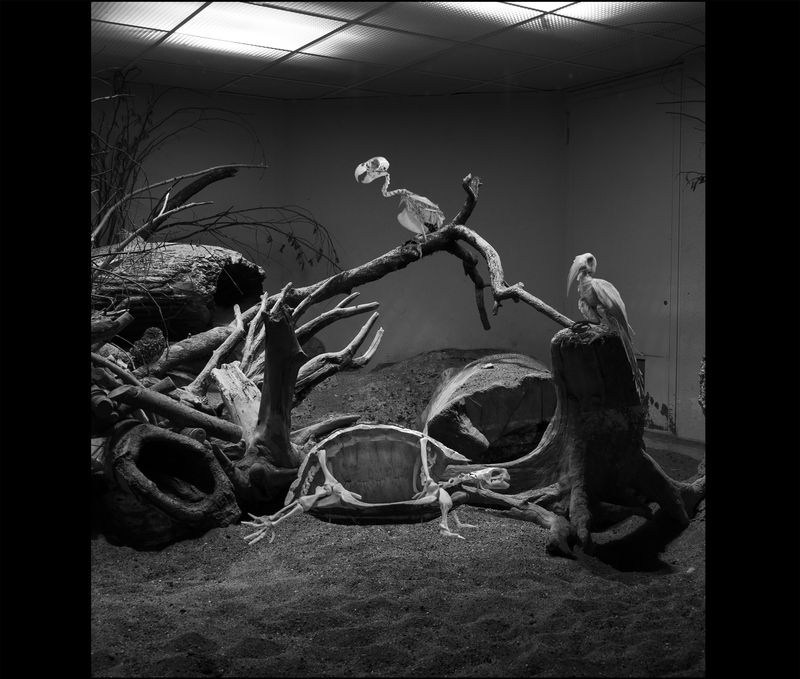 © Florence Iff - Tortoise, Parrot and Red-Billed Hornbill, zoo space