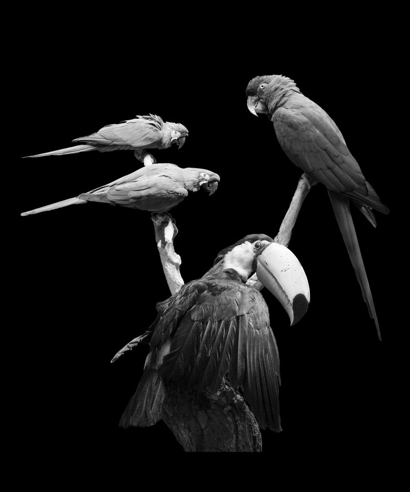 © Florence Iff - Ara, Primolius and Toucan