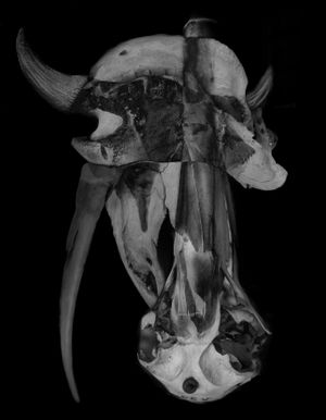 Nature Morte