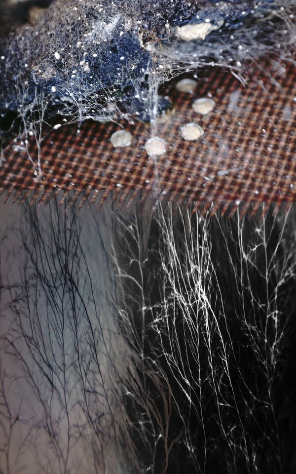 © Florence Iff - Image from the Amalgamated Fragmentations-Invasion photography project