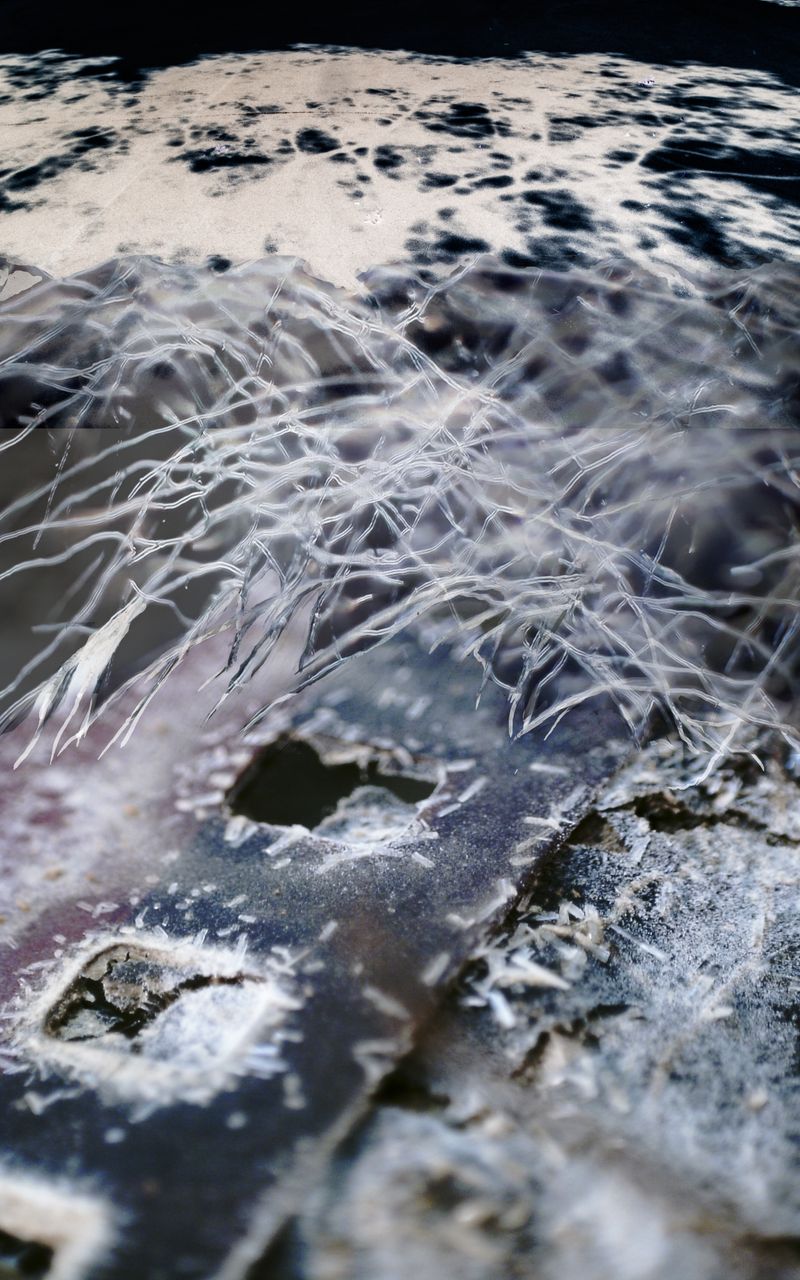 © Florence Iff - Image from the Amalgamated Fragmentations-Invasion photography project