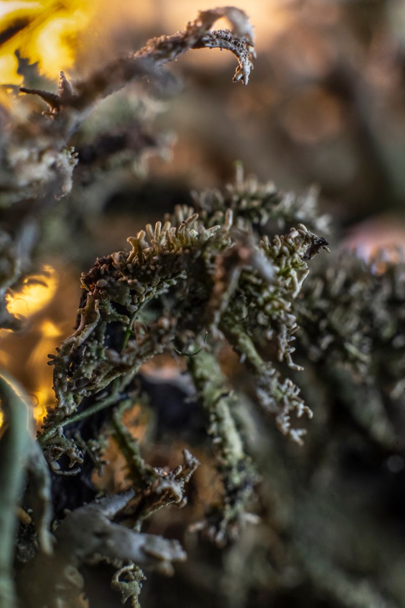 © Florence Iff - Image from the Home photography project