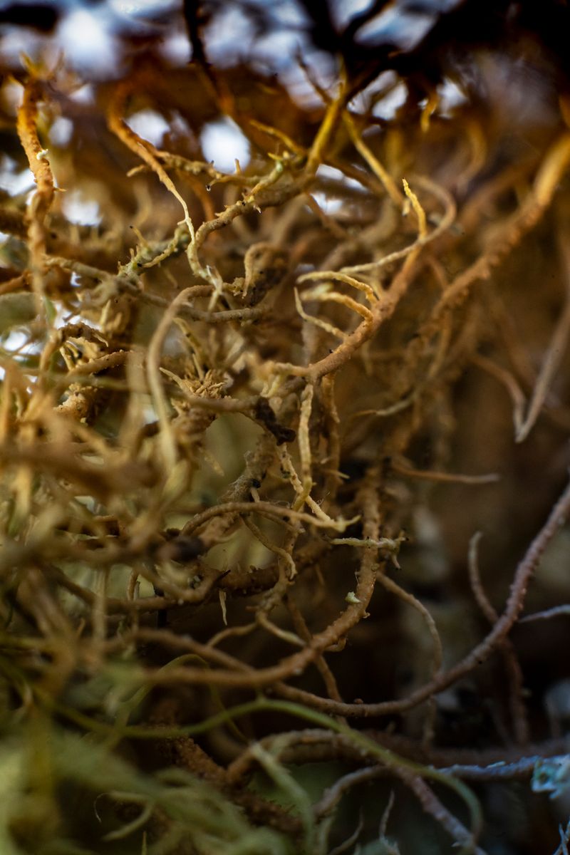 © Florence Iff - Image from the Home photography project