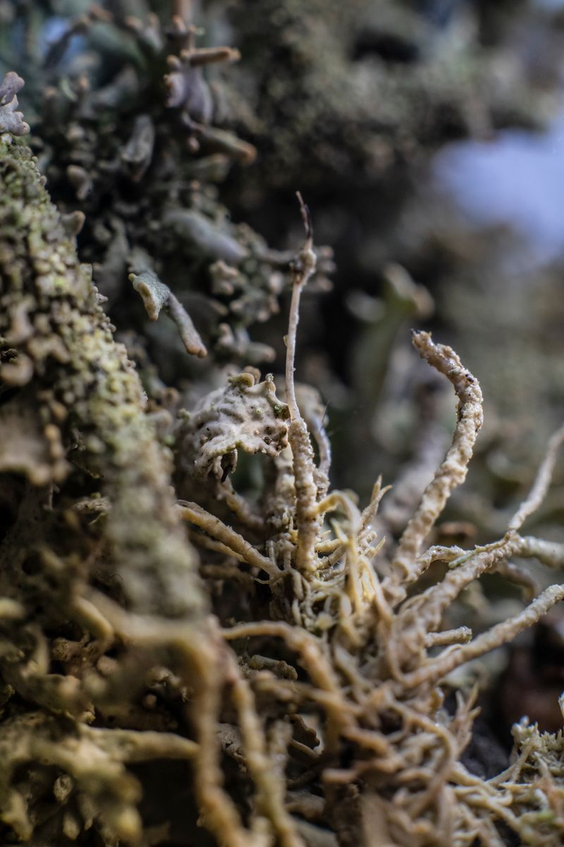 © Florence Iff - Image from the Home photography project