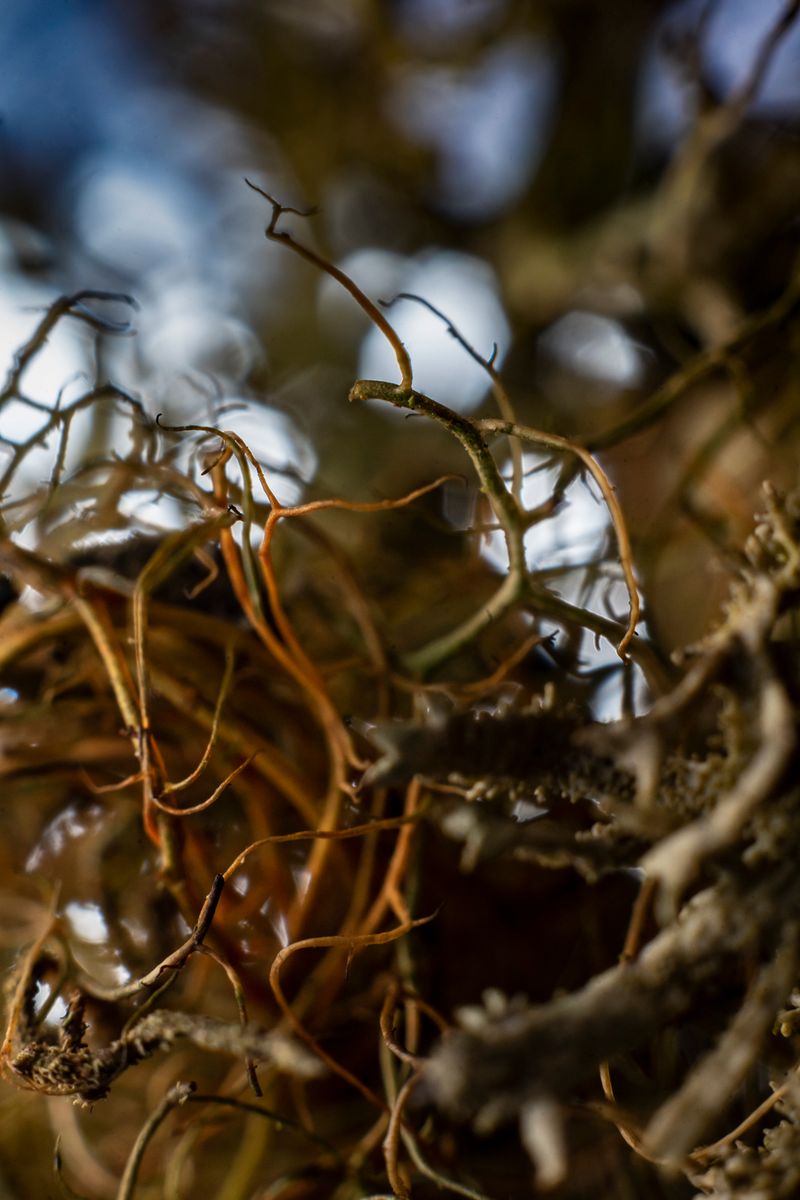 © Florence Iff - Image from the Home photography project