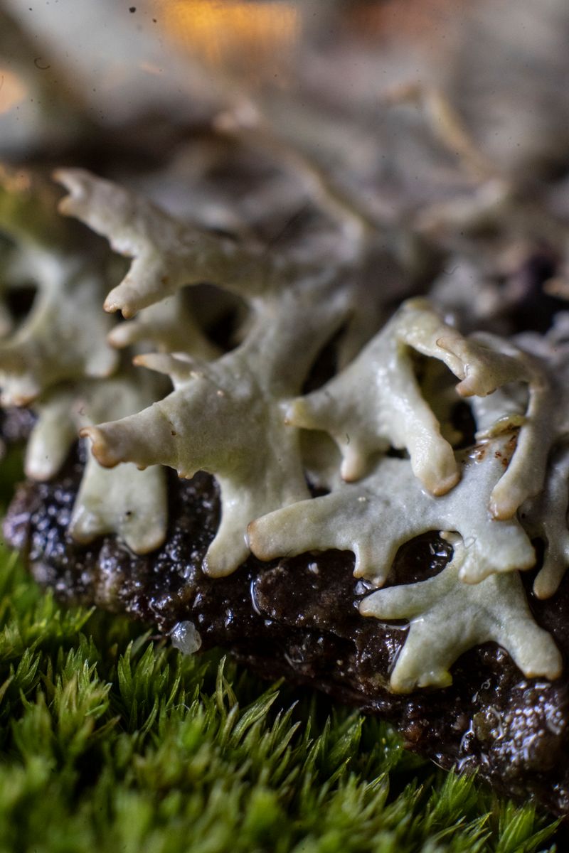 © Florence Iff - Image from the Home photography project