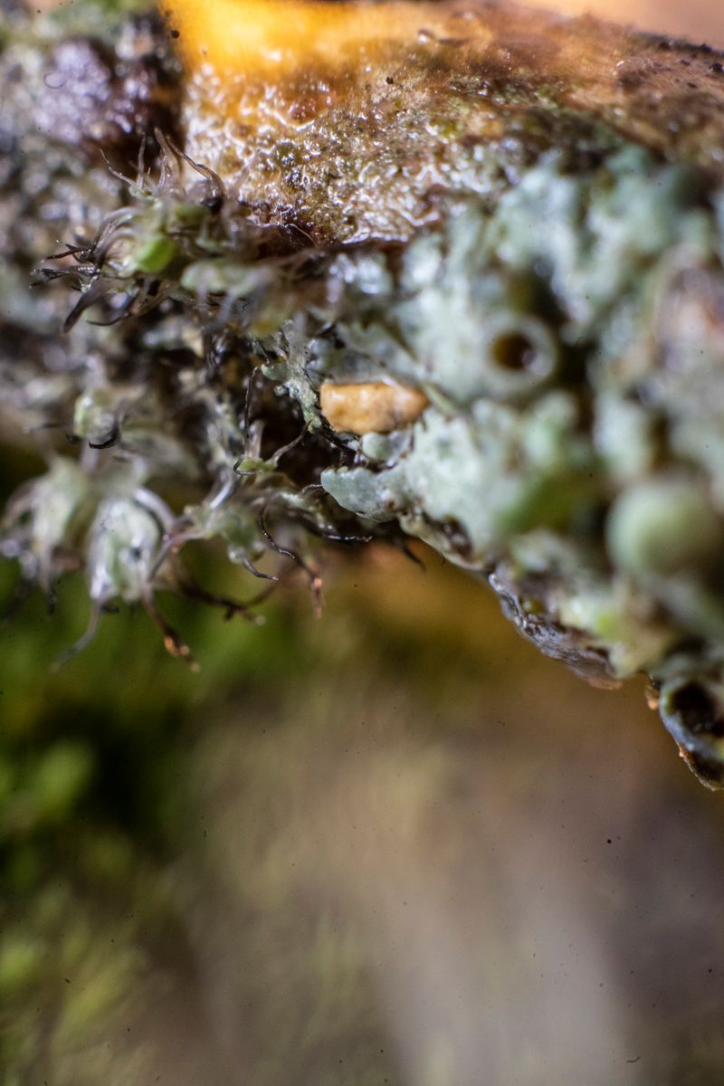 © Florence Iff - Image from the Home photography project