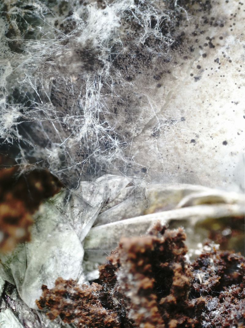 © Florence Iff - Image from the Amalgamated Fragmentations/Plastiverse photography project