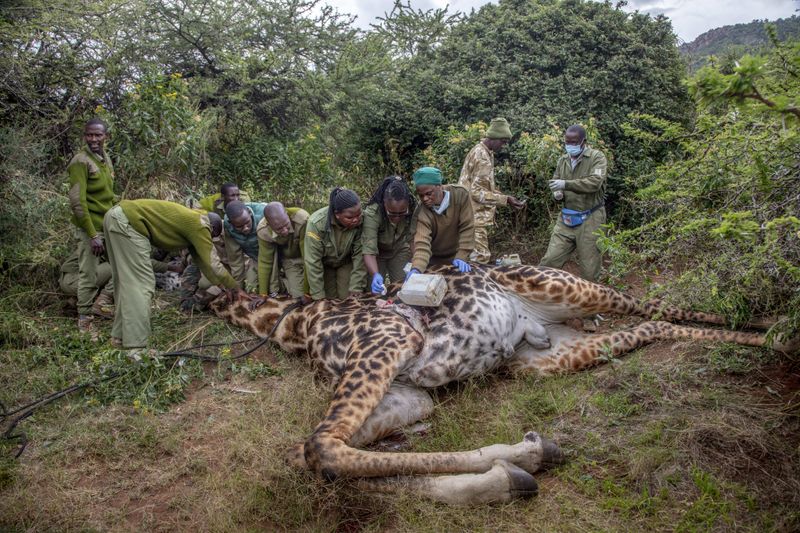 © Georgina Goodwin - Image from the Rooted: Land, Livestock, and Legacy in the Masai Mara photography project