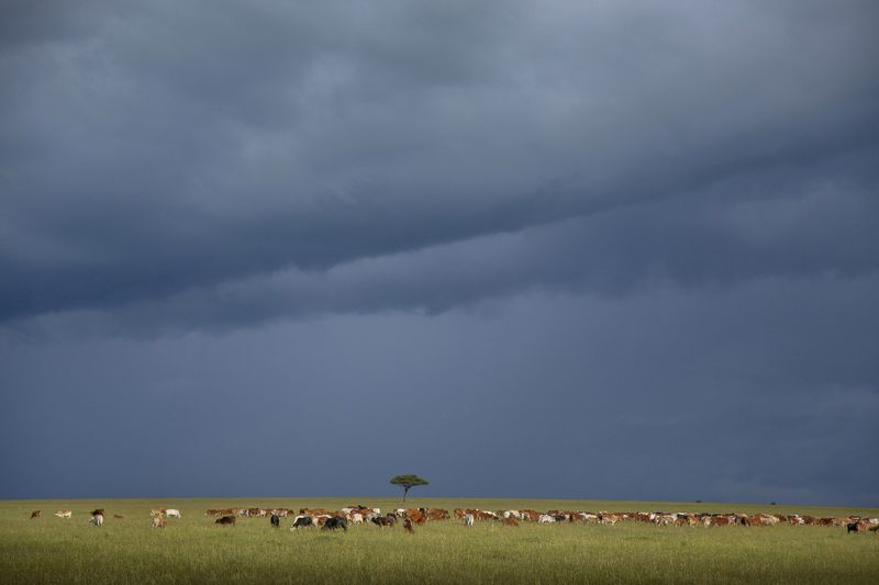 © Georgina Goodwin - Image from the Rooted: Land, Livestock, and Legacy in the Masai Mara photography project