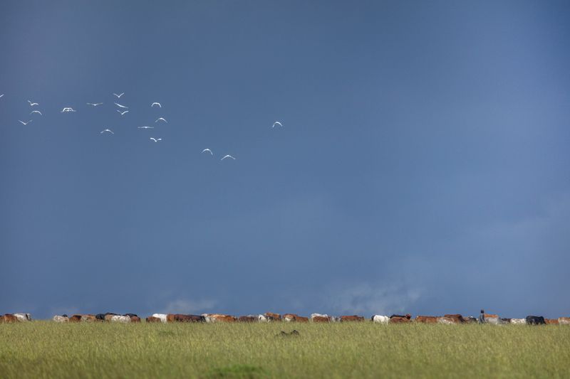 © Georgina Goodwin - Image from the Rooted: Land, Livestock, and Legacy in the Masai Mara photography project
