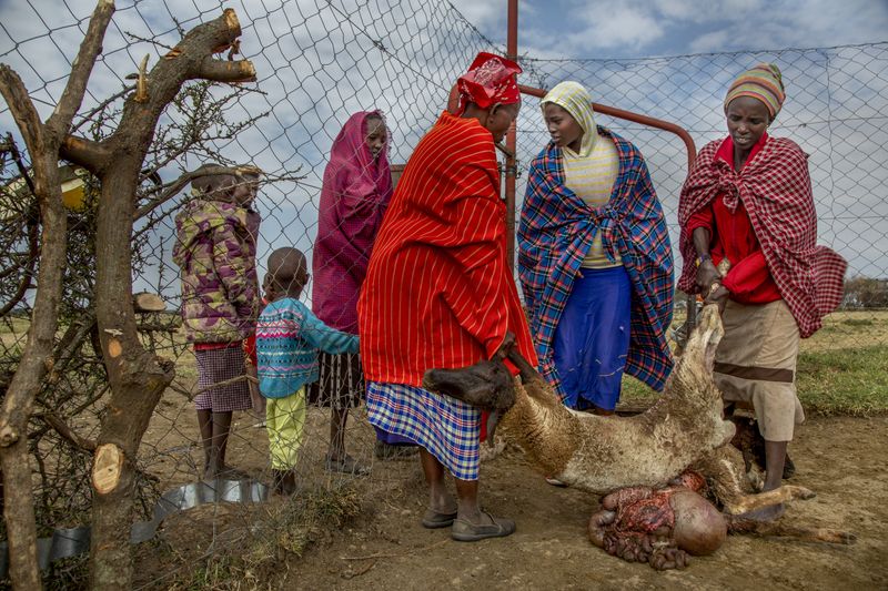 © Georgina Goodwin - Image from the Rooted: Land, Livestock, and Legacy in the Masai Mara photography project