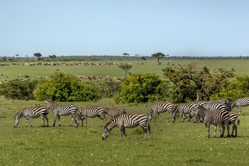 © Georgina Goodwin - Image from the Rooted: Land, Livestock, and Legacy in the Masai Mara photography project