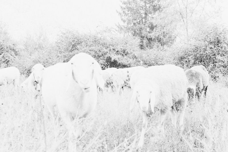 © Anna Bulgarelli - Image from the Darkness is brighter without light photography project