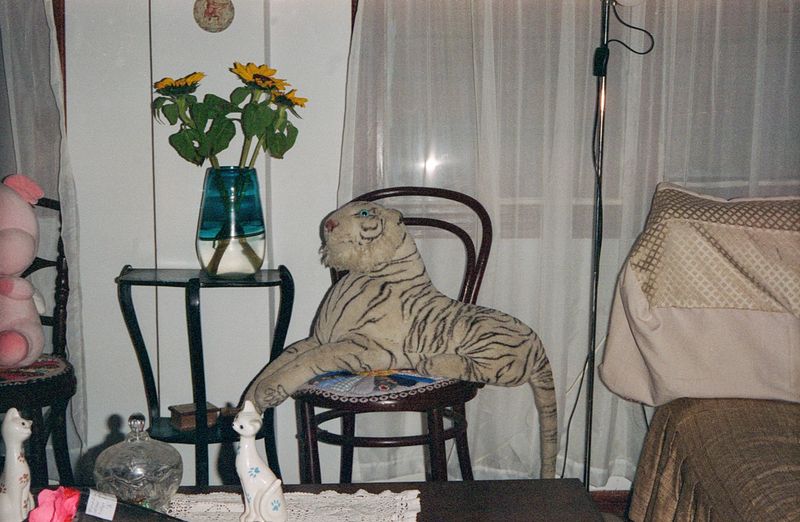 © Alcira Angelo - Image from the ELTIGREMEPERSIGUE photography project