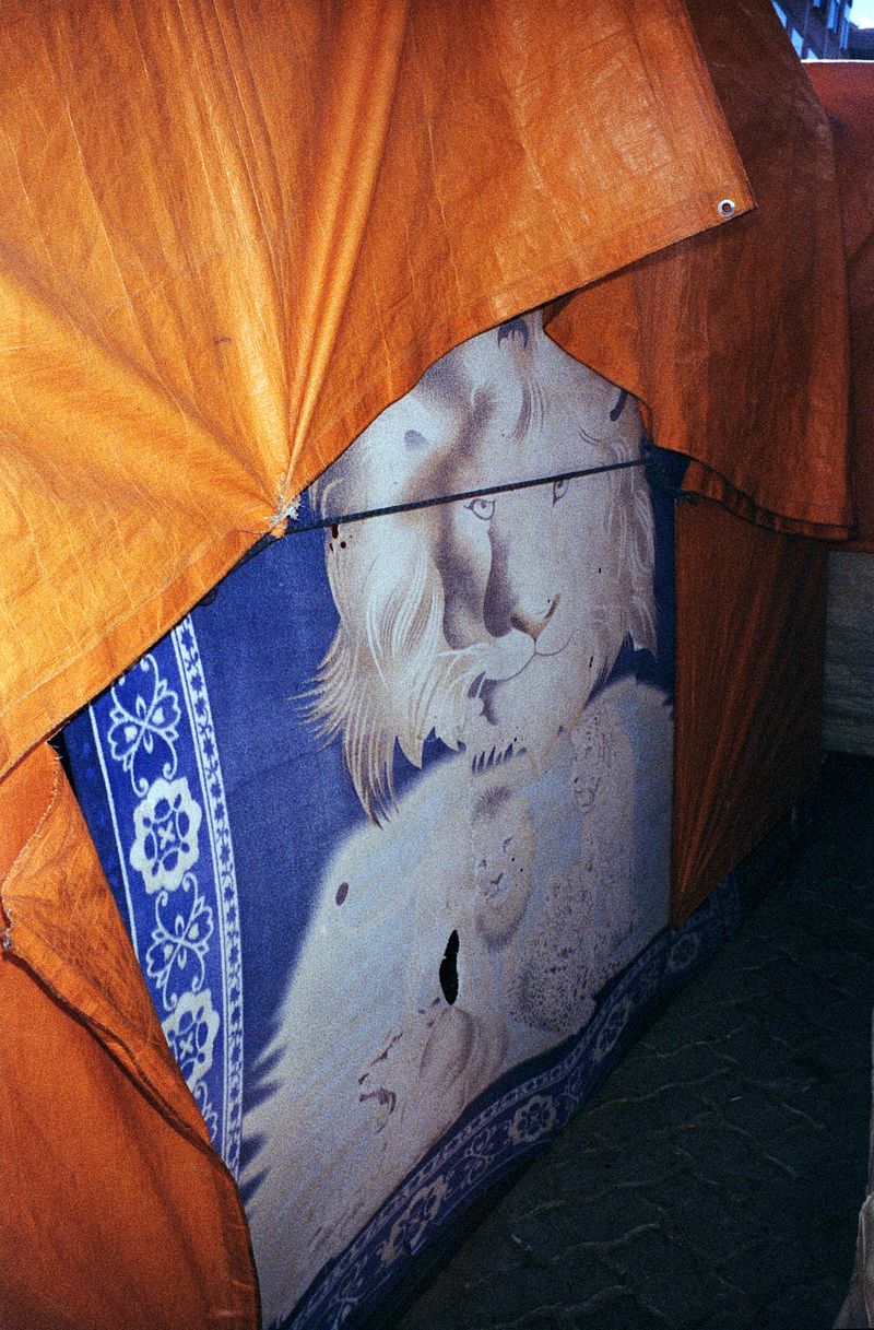 © Alcira Angelo - Image from the ELTIGREMEPERSIGUE photography project