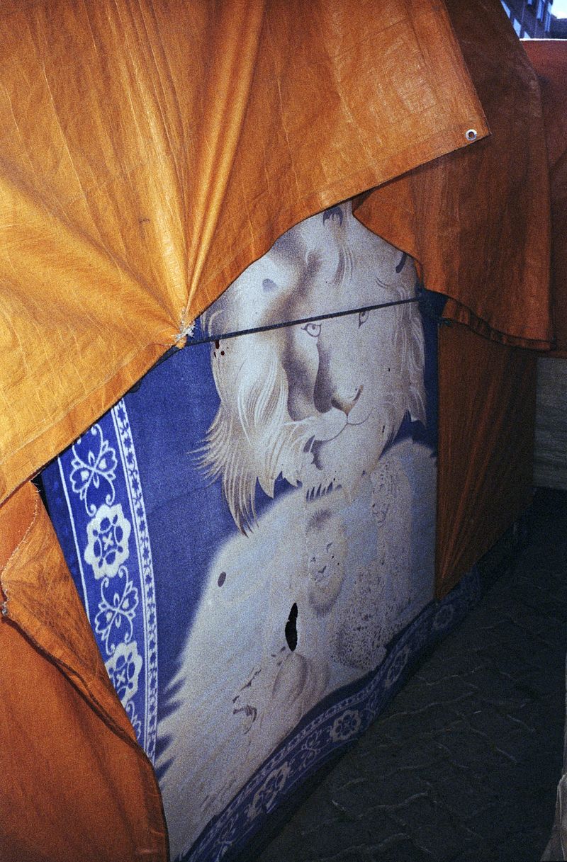 © Alcira Angelo - Image from the ELTIGREMEPERSIGUE photography project