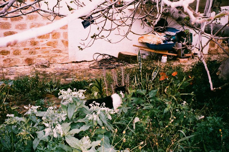 © Alcira Angelo - Image from the ELTIGREMEPERSIGUE photography project