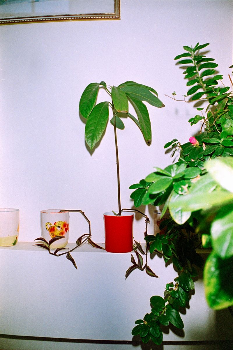 © Alcira Angelo - Image from the ELTIGREMEPERSIGUE photography project