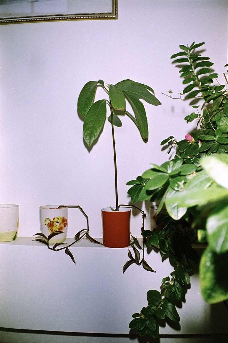 © Alcira Angelo - Image from the ELTIGREMEPERSIGUE photography project