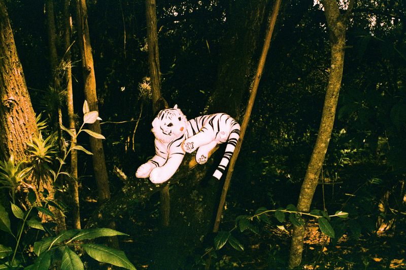 © Alcira Angelo - Image from the ELTIGREMEPERSIGUE photography project