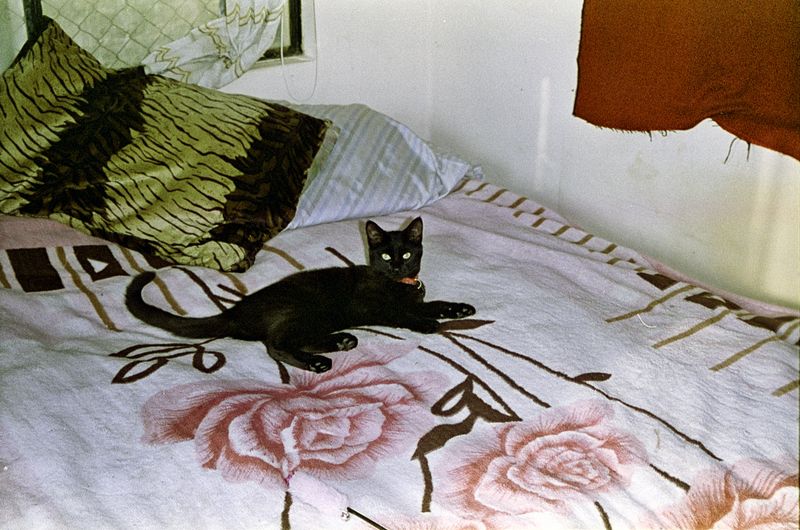 © Alcira Angelo - Image from the ELTIGREMEPERSIGUE photography project