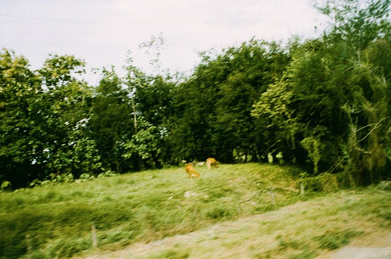 © Alcira Angelo - Image from the ELTIGREMEPERSIGUE photography project