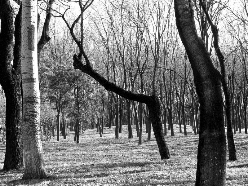 © 雪纯 王 - 01.08  15:36 pm/Jiangtai Park/Beijing/2022