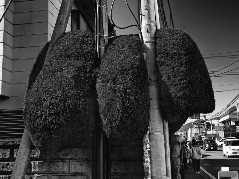 © 雪纯 王 - 02.03  10:14 am/Fuji Moutain/Tokyo/2024