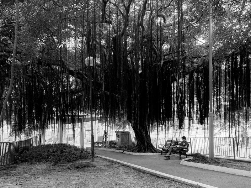 © 雪纯 王 - 05.29  17:46 pm/Kowloon Park/Hong Kong/2024