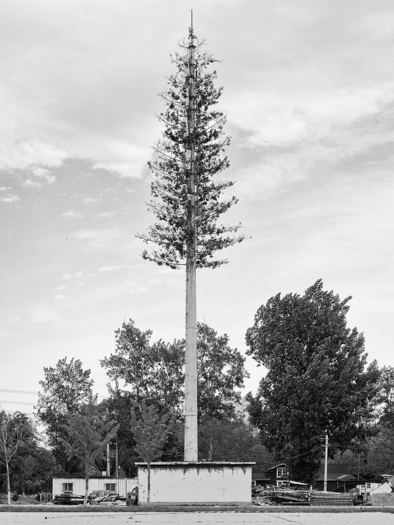 © 雪纯 王 - 05.14  16:22 pm/Nanhaizi Park/Beijing/2024